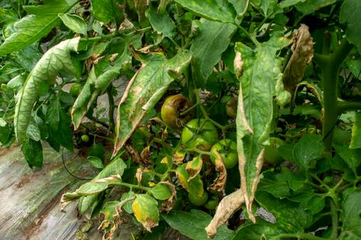 Mana tomatelor - Phytophthora infestans