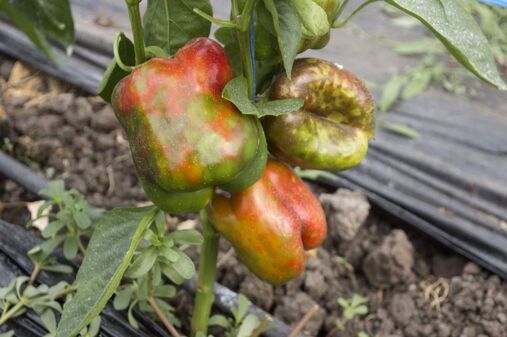 Boala petelor de bronz - TSWV