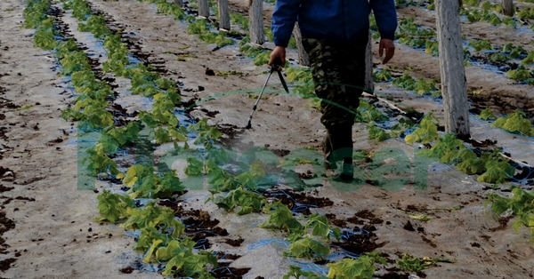 Efectul variatiilor de temperatura asupra plantelor