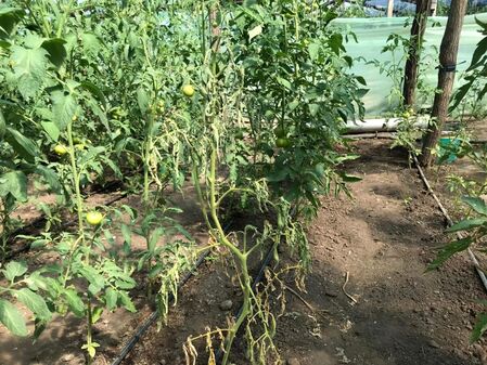 Fuzarioza la tomate