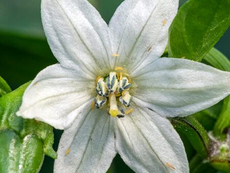 Tripsul Californian – Frankliniella occidentalis