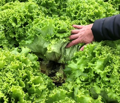 Cele mai frecvente probleme la cultura de salata