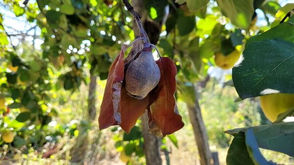 Focul bacterian la pomii fructiferi