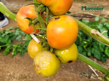 ToBRFV - Virusul fructelor rugoase brune al tomatelor