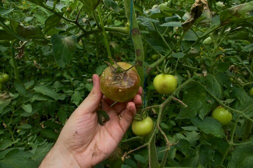 Principalele boli ale tomatelor