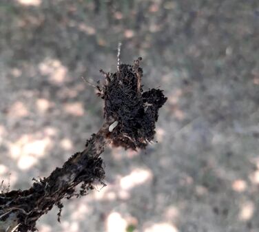 Delia platura sau musca rasadului