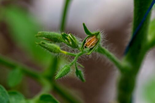 Caderea florilor la tomate, avortarea si stimularea