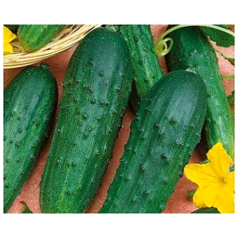 Agrosem Castraveti cornison IRA F1 (10 grame) de Castraveti Hibrid Timpuriu Agrosem
