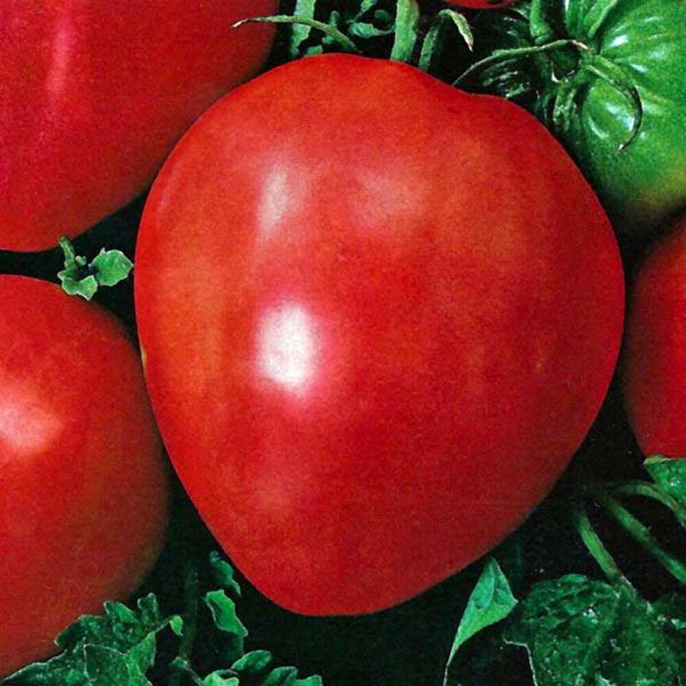 Agrosem Rosii Inima de Bou Rosu , tomate soi rustic fructe mari, semideterminate, Agrosem