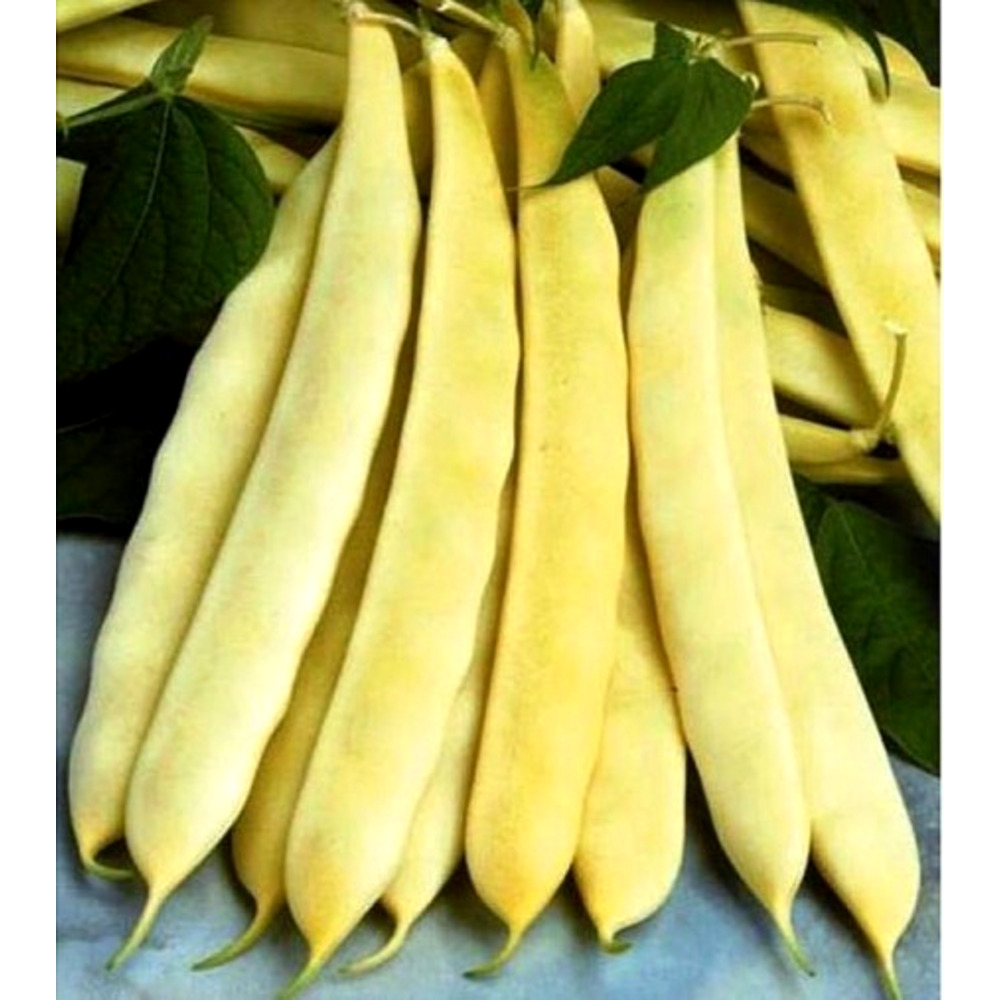 Auria de Bacau 40 gr seminte de fasole urcatoare galbena pastaie lata, Agrosem