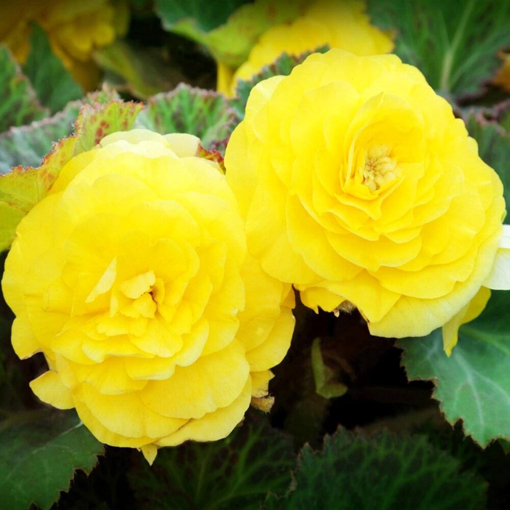 Begonia Galben