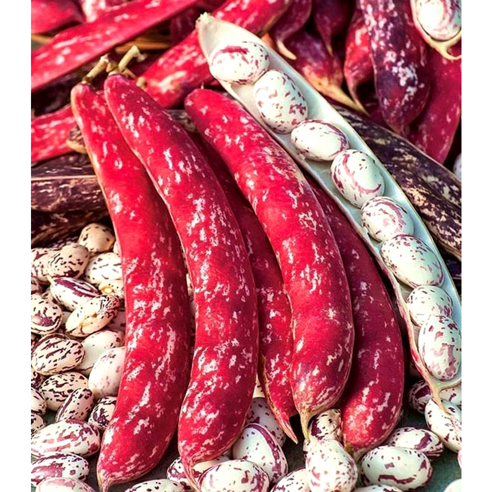 Borlotto Lingua di Fuoco (200 gr) seminte fasole pitica tarcata, Agrosem