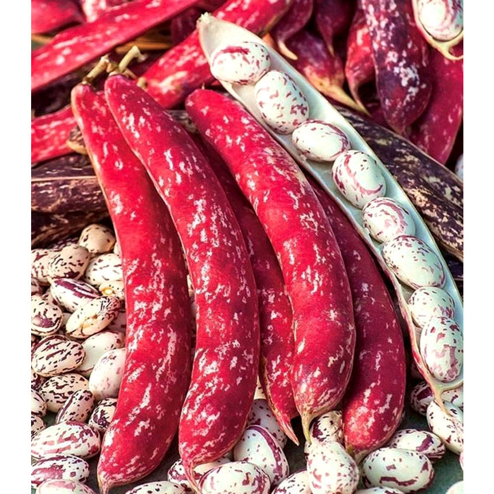 Borlotto Lingua di Fuoco (50 gr) seminte fasole pitica tarcata, Agrosem