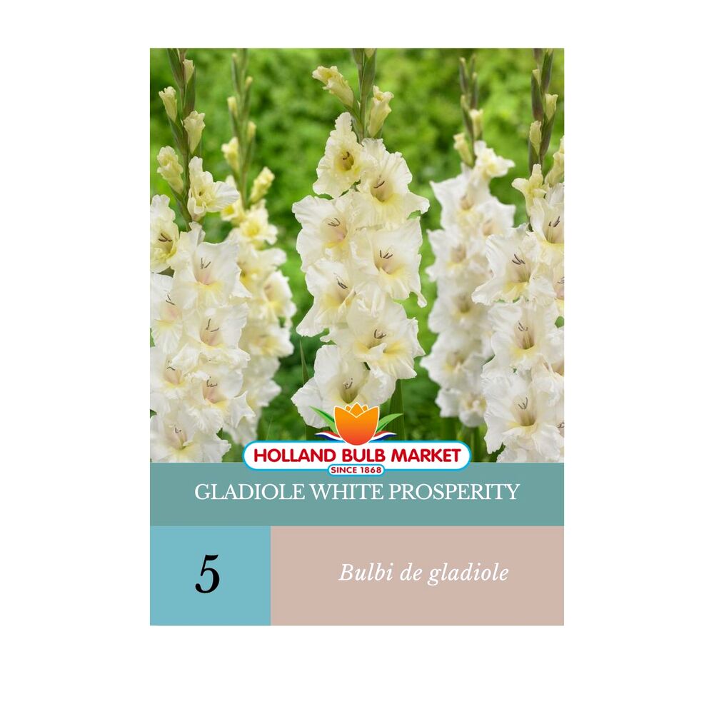 Bulbi de Gladiole White