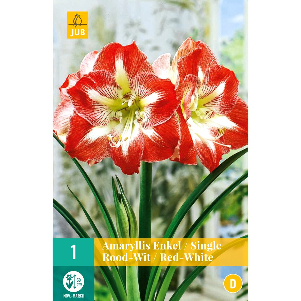 Crini de camera Amaryllis Red White, Holand, Bulbi, 1 buc