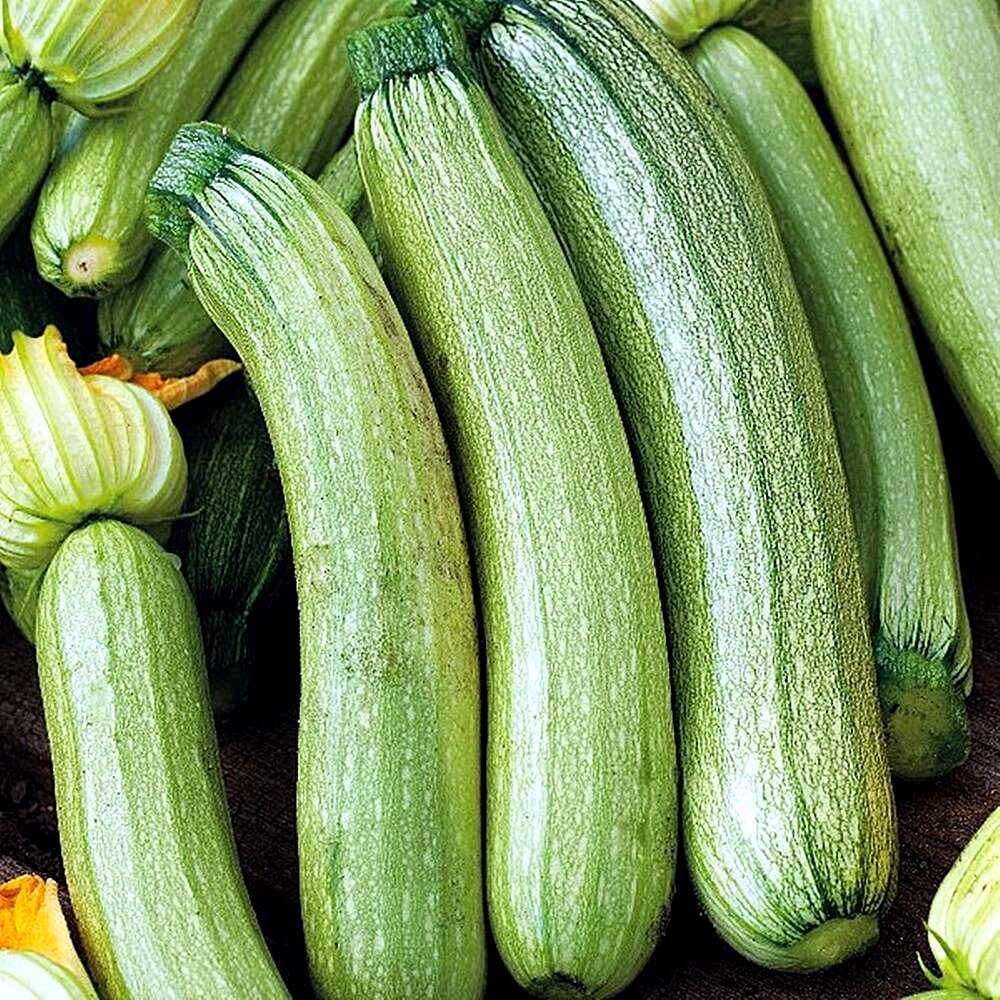 Dovlecel GENOVESE 30 gr