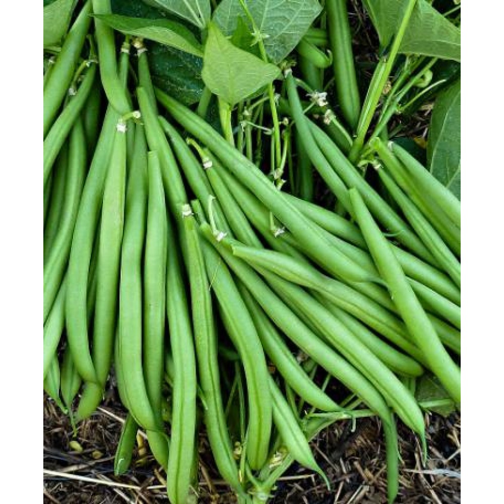 Fasole fideluta verde Contender 500 gr