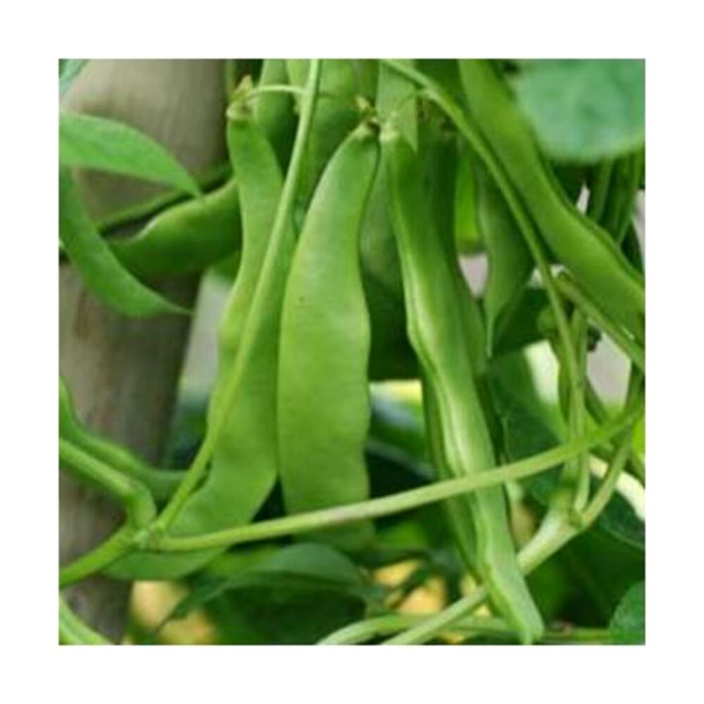 Pole, fasole franceza \\\\\\\"Supermarconi\\\\\\\" - cu seminte negre - Phaseolus vulgaris L. 20 gr