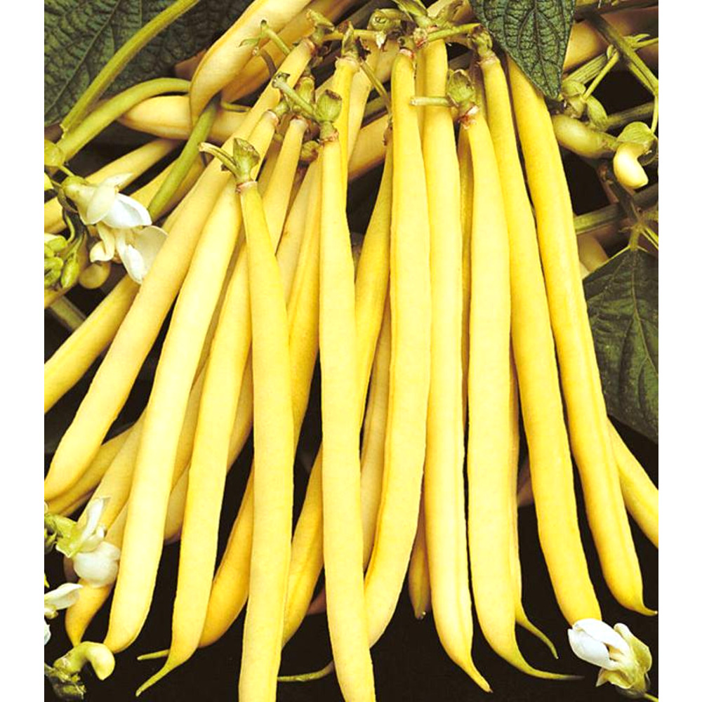 Rocquencourt (50 gr) seminte de fasole pitica galbena fideluta, adaptabilitate excelenta, Agrosem