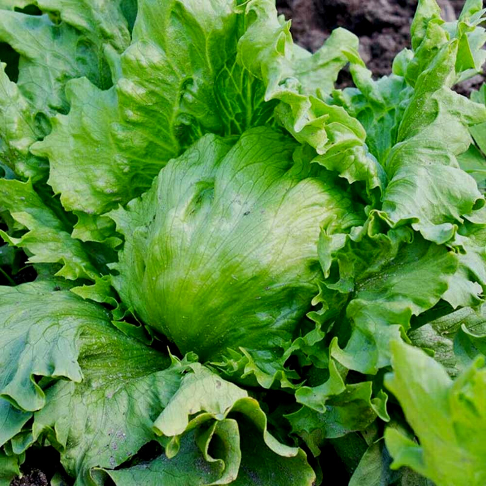 Salata Great Lakes (15 gr) salata iceberg capatana mare, crocanta, Agrosem
