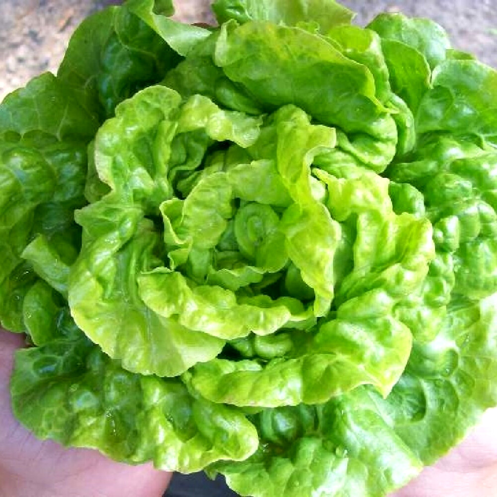 Salata White Boston (12.000 seminte) salata soi productiv, frunze netede, Agrosem