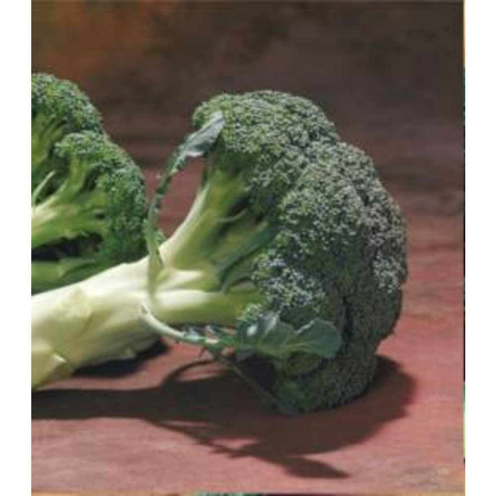 Seminte broccoli Chevalier F1 1000 sem