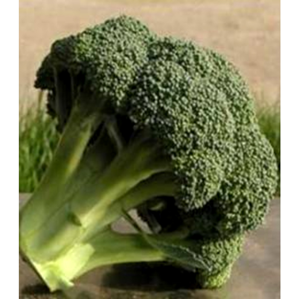 Seminte broccoli Ironman F1 1000 sem