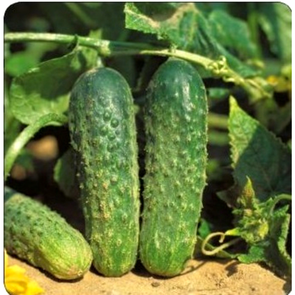 Seminte castraveti cornichon Crisan 100 GR