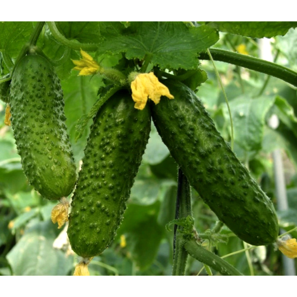 Seminte Castraveti Cornichon de Paris 30 gr