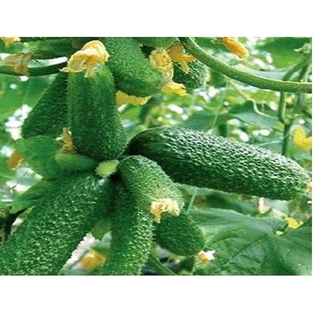 Seminte castraveti cornichon Geroy F1 100 sem