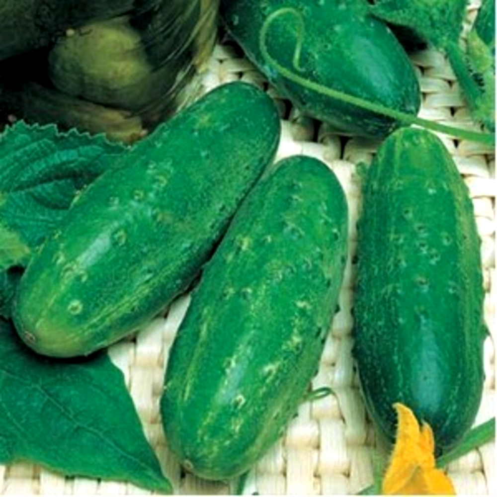 Seminte castraveti cornichon Levina F1 250 sem