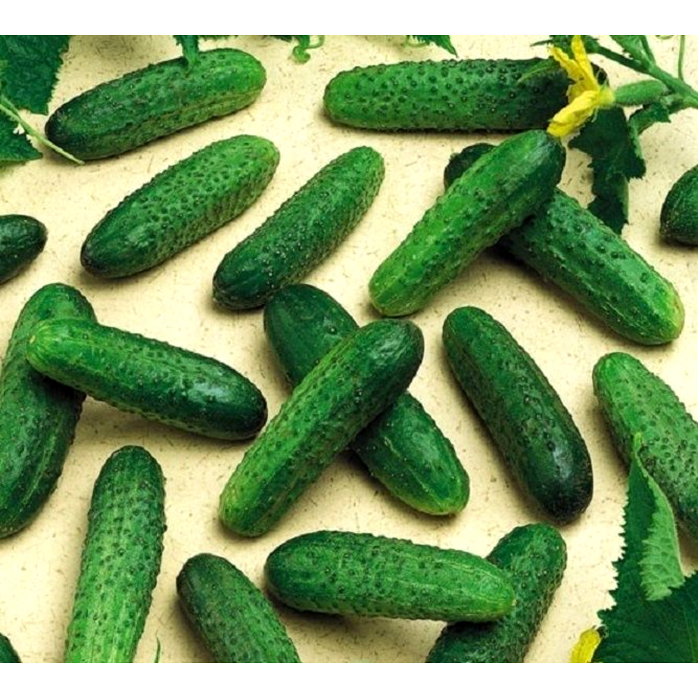 Seminte castraveti cornichon Mirabelle F1 250 sem