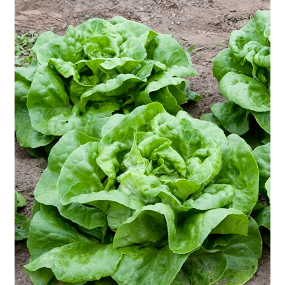 Seminte de salata verde Attraction, 100 gr