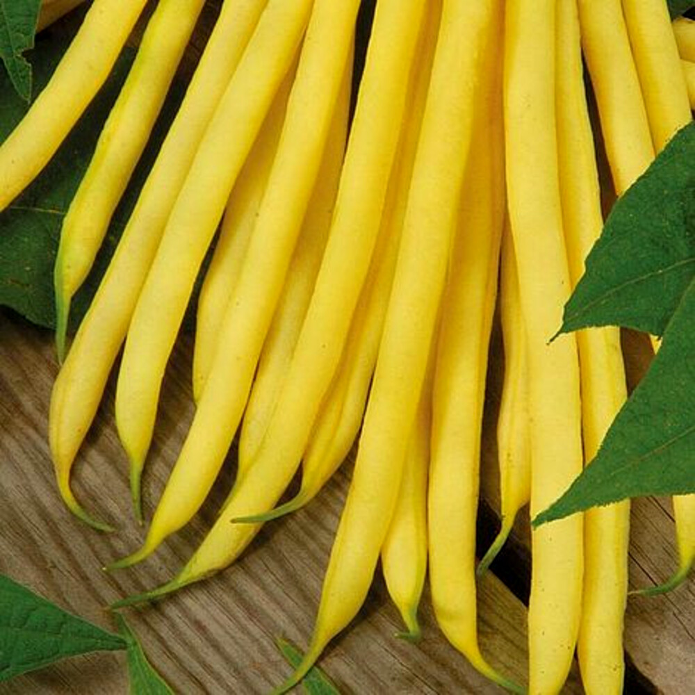 Seminte fasole fideluta oloaga Maxidor 1 kg, Prima Sementi