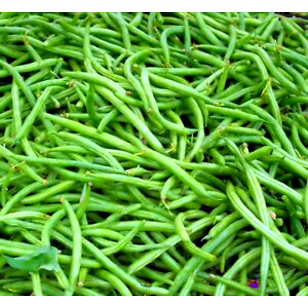 Seminte fasole fideluta verde Slenderette 500 gr