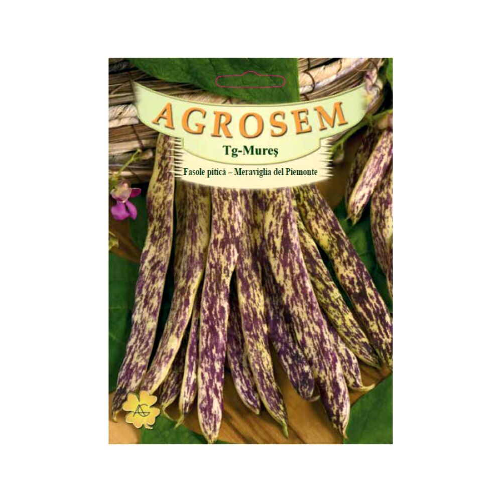 Seminte Fasole pitica pastaie tarcata Meraviglia del Piemonte 50 gr