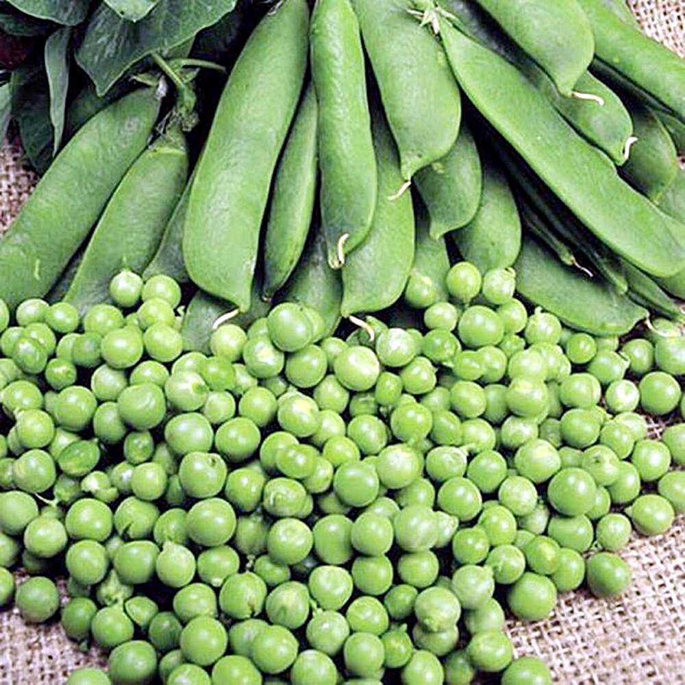 Seminte Mazare KELVEDON WONDER 150 gr