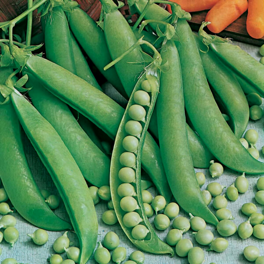 Seminte mazare Kelvedon Wonder Horti Tops 250 GR