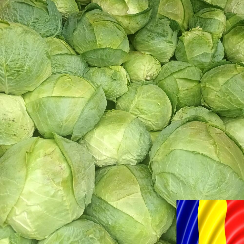 Seminte romanesti de varza de BUZAU, 500 gr , SCDL Buzau