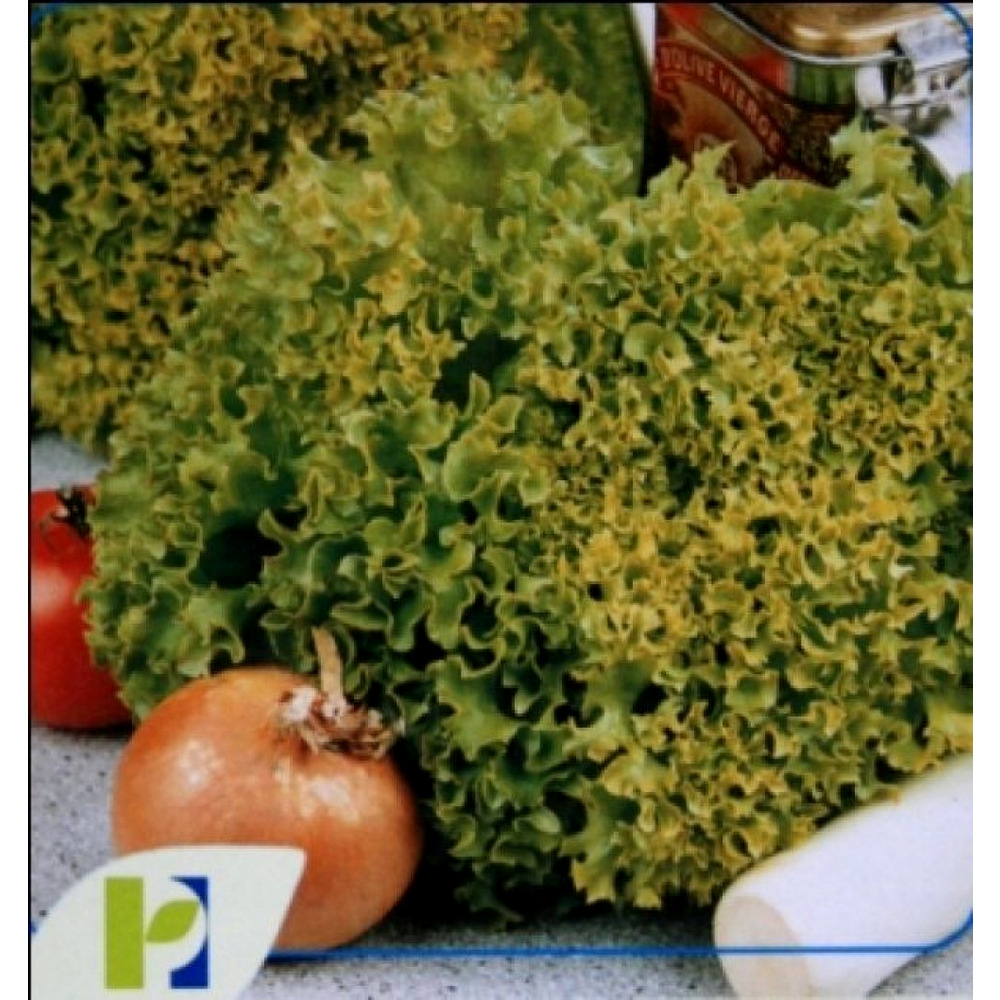 Seminte salata creata Lollo Bionda PPZ 10 GR