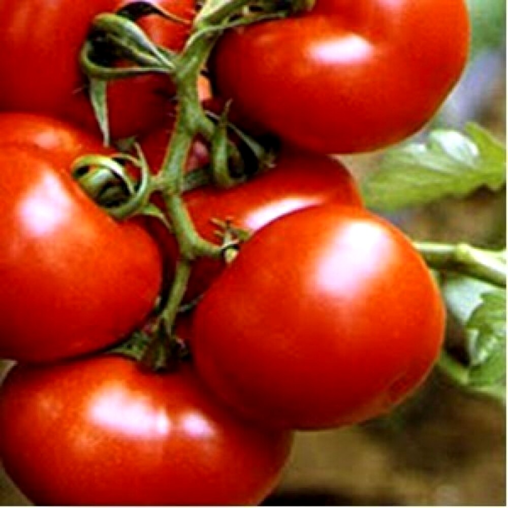 Seminte Tomate BUZAU 4 40 gr