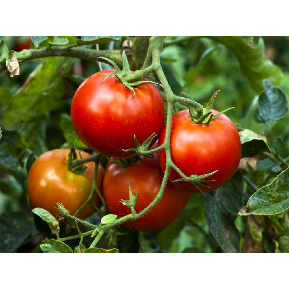 Seminte tomate EARLY SPRING F1 100 sem