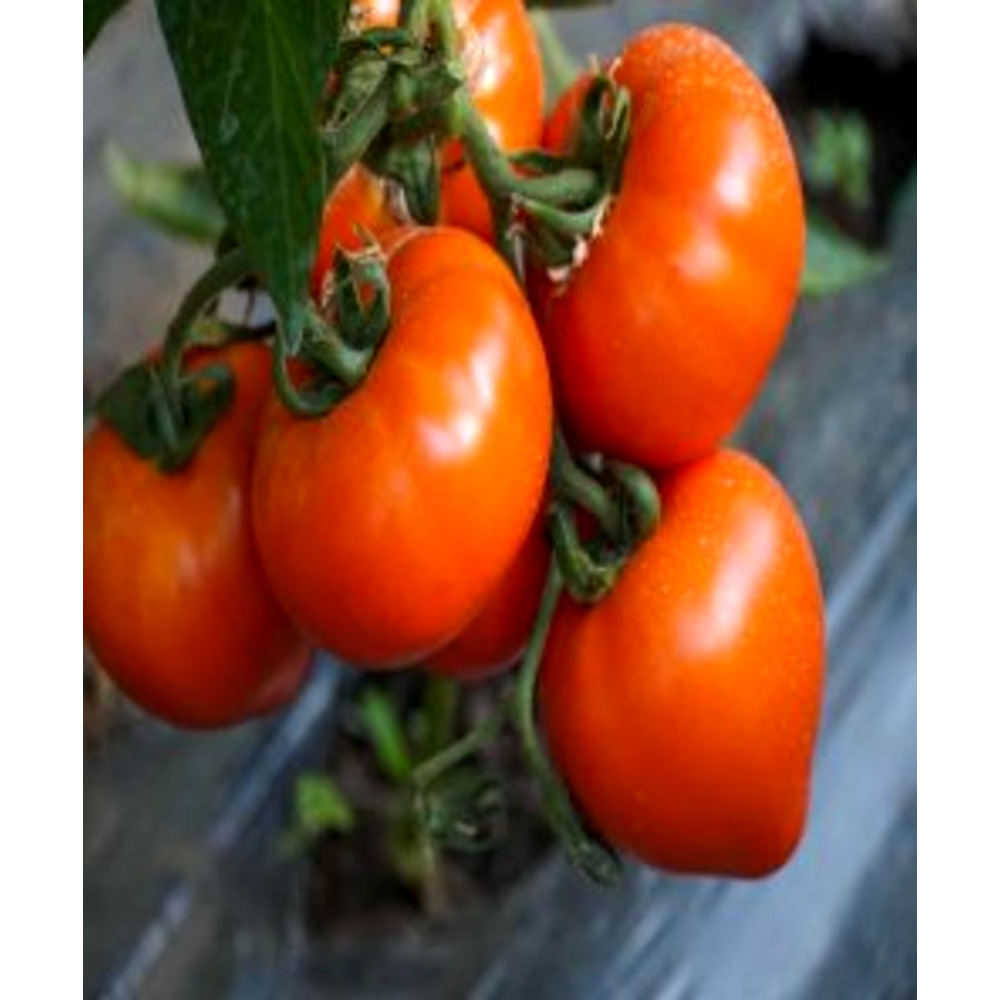 Seminte tomate Zaraza 100 sem