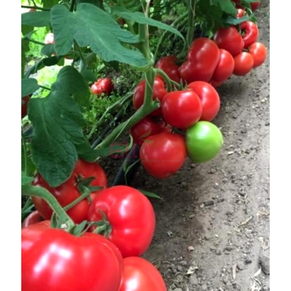 Tomate YIGIDO F1 100 sem