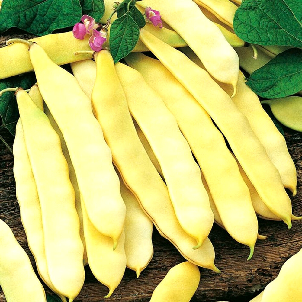 Tytania (40 gr) fasole pitica, fara ate, gustoasa si crocanta, Agrosem