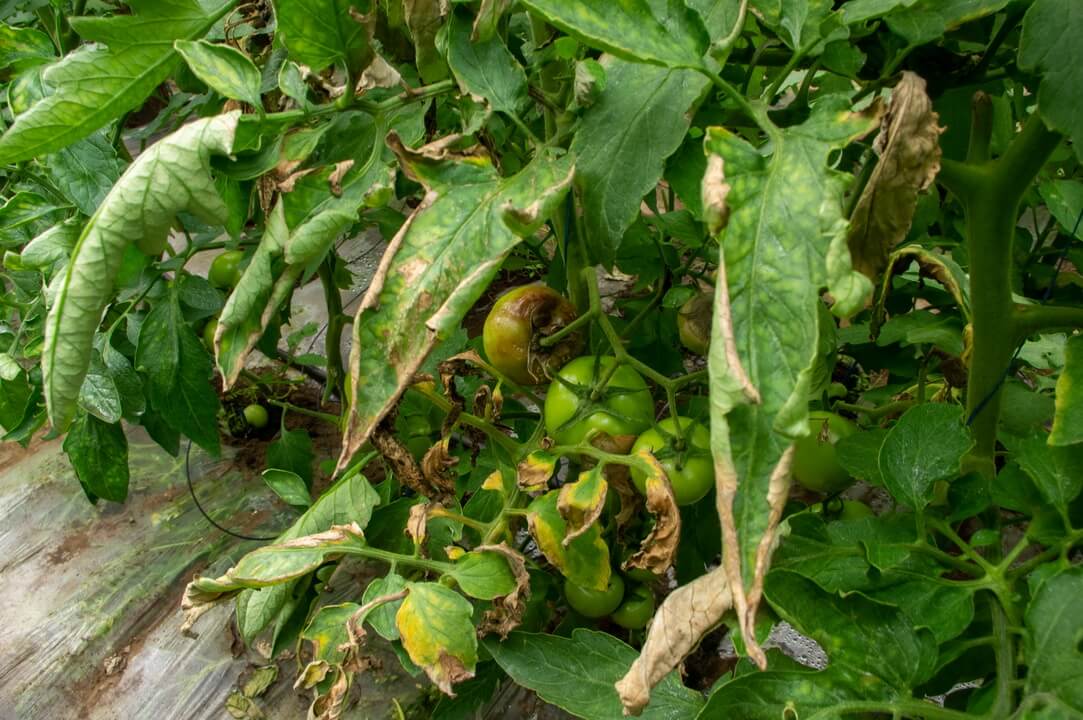 Mana tomatelor - Phytophthora infestans