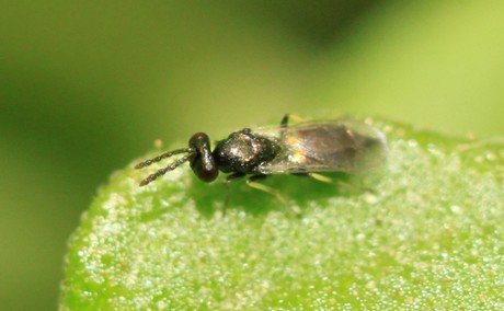 Metode de combatere biologica a Tutei Absoluta