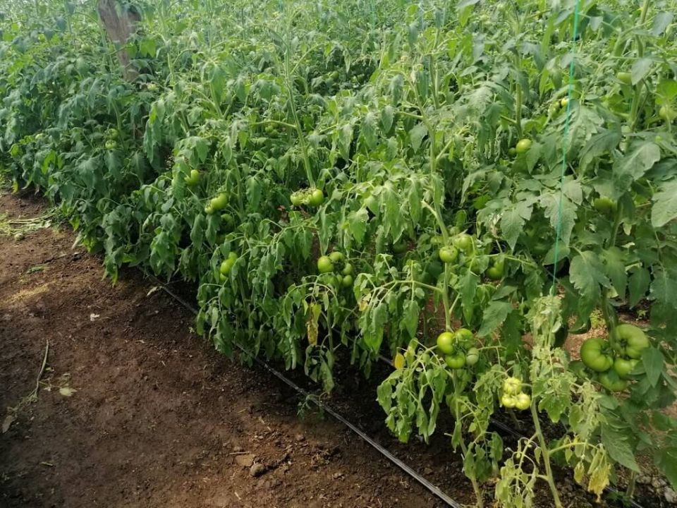 Ofilirea bacteriana a tomatelor (Cmm)