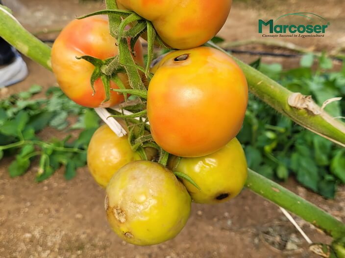 ToBRFV - Virusul fructelor rugoase brune al tomatelor
