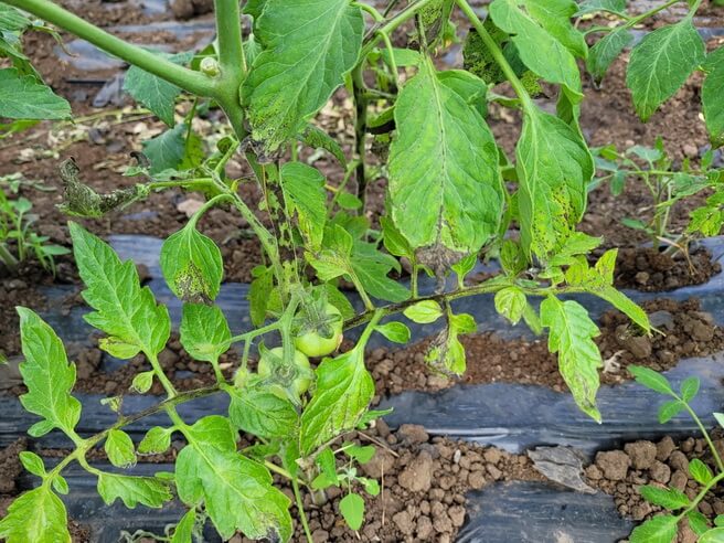 Patarea pustulara a tomatelor 
